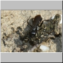 Anoplius nigerrimus - Wegwespe w02b 10mm OS-Hasbergen-Lehmhuegel-det.jpg